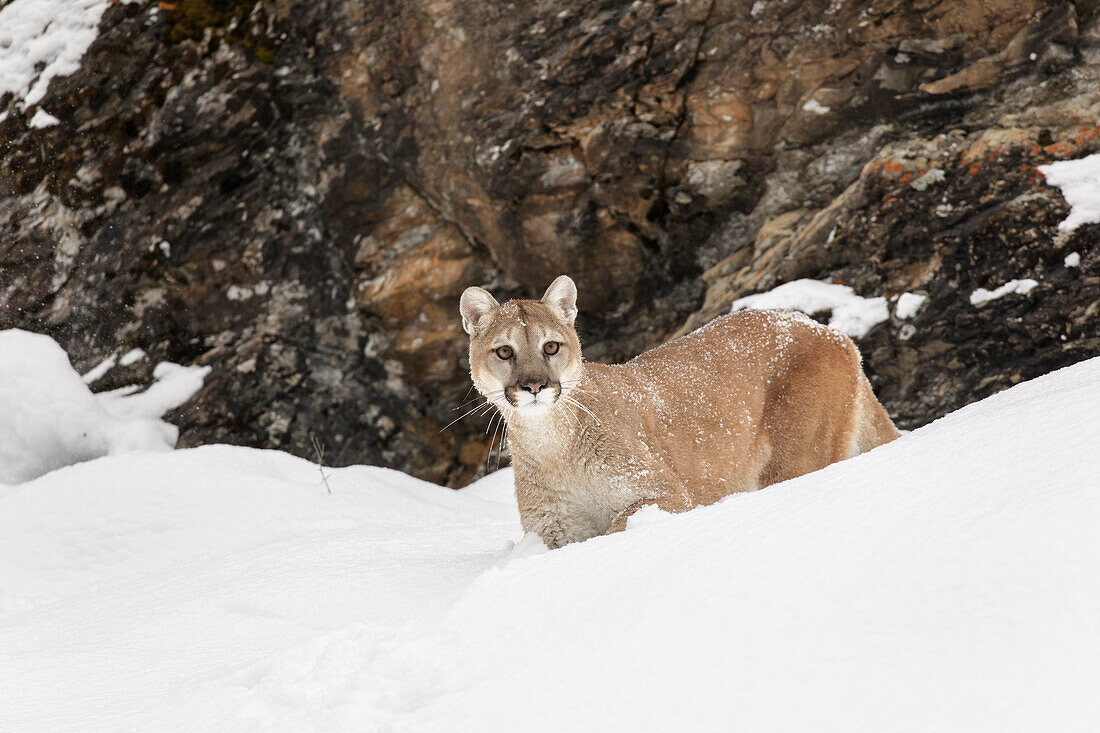 Cougar or Mountain Lion in deep winter snow, Puma concolor, controlled situation