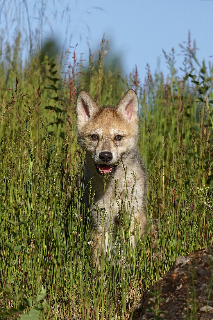 Wolfswelpe, Canis lupus, gefangen