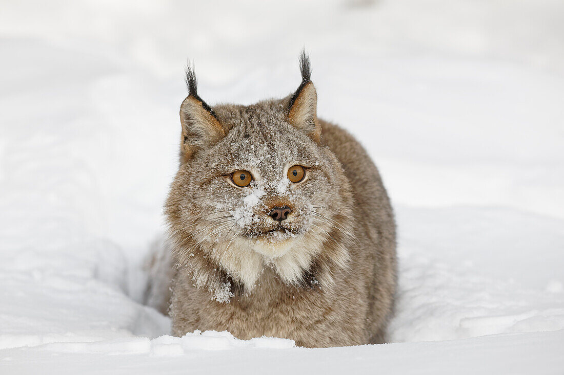 Eurasischer Luchs im Winter, kontrollierte Situation, Lynx lynx