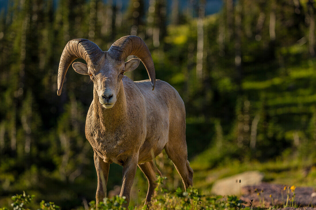 Dickhornschafe rammen im Glacier National Park, Montana, USA