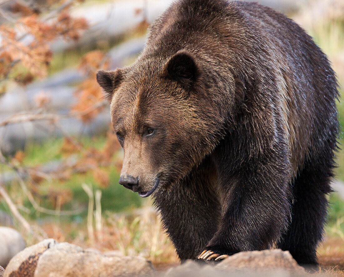 Braunbär, Grizzly, Ursus arctos, West Yellowstone, Montana