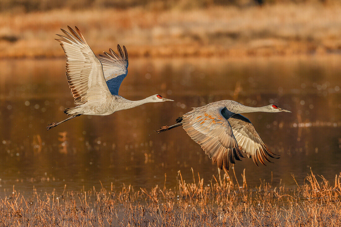 Kanadakranich fliegt. Nationales Wildschutzgebiet Bosque del Apache, New Mexico