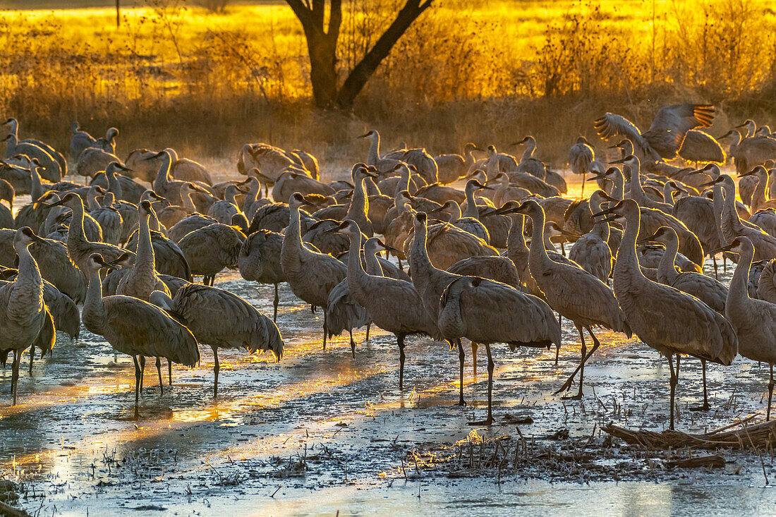 USA, New Mexico, Bernardo Wildlife Management Area. Sandhill cranes at dawn in partially frozen pond.