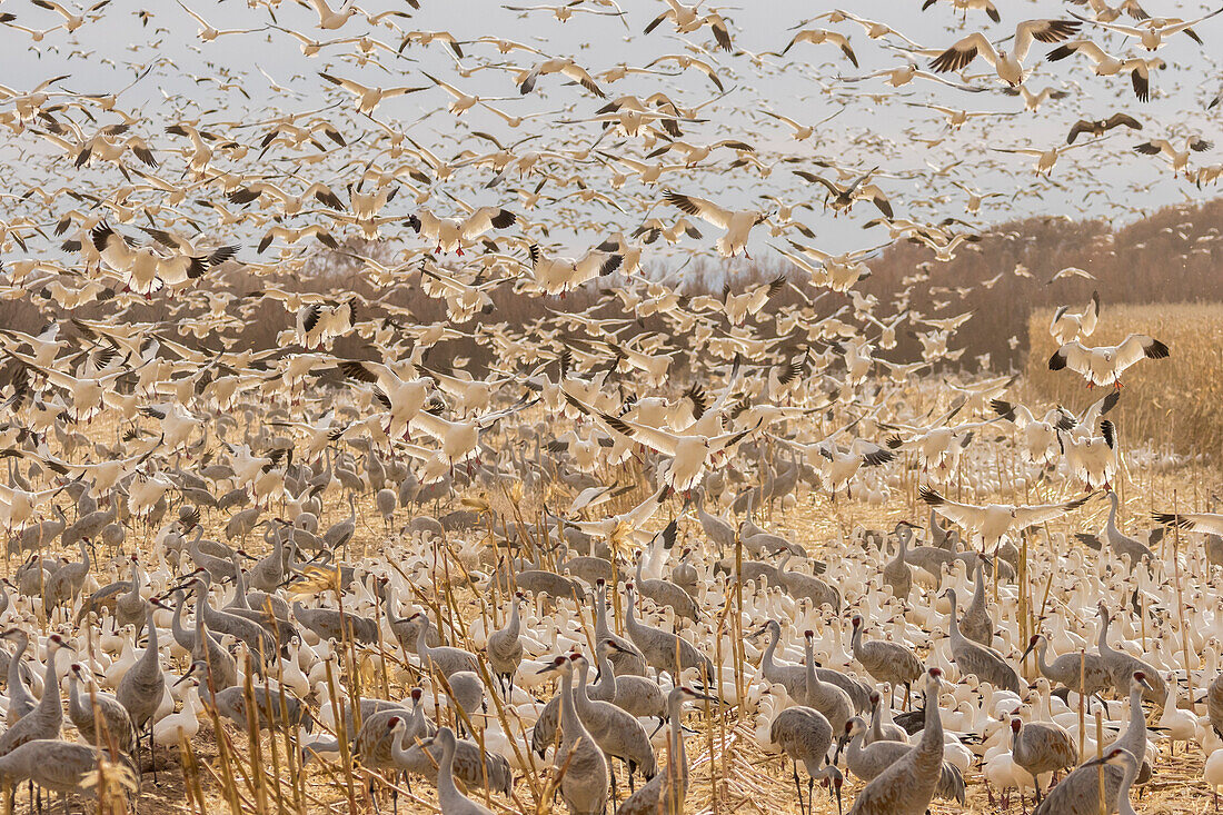 USA, New Mexico, Bosque del Apache National Wildlife Refuge. Schneegänse landen