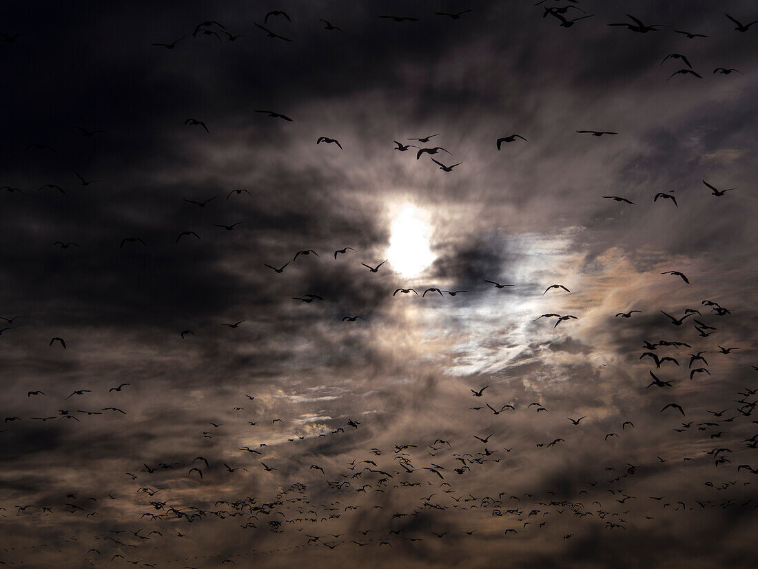 USA, New Mexico, Bosque del Apache National Wildlife Refuge, Snow Geese Flying into Stormy Skies