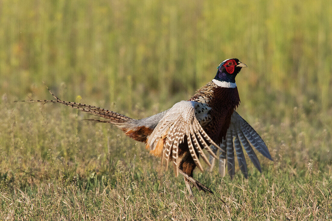 Ring-necked pheasant, courtship display