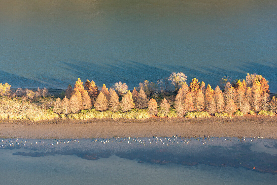 USA, Tennessee. Evening light Tennessee River, Hiwassee Wildlife Refuge. Sandhill Cranes feed along exposed edges.