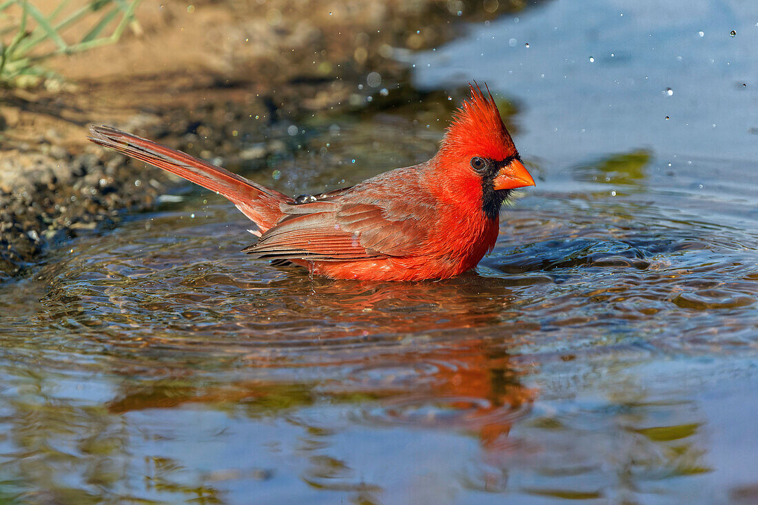 Baden des männlichen nördlichen Kardinals. Rio Grande-Tal, Texas