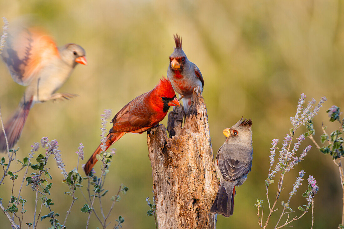 Northern Cardinal (Cardinalis cardinalis) and Pyrrhuloxia (Cardinalis sinuatus) perched on dead limb