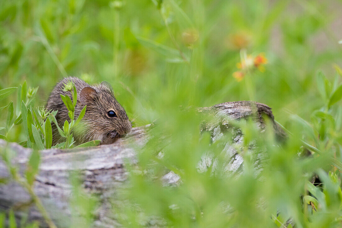 Hispid Cotton Rat (Sigmodon hispidus) feeding