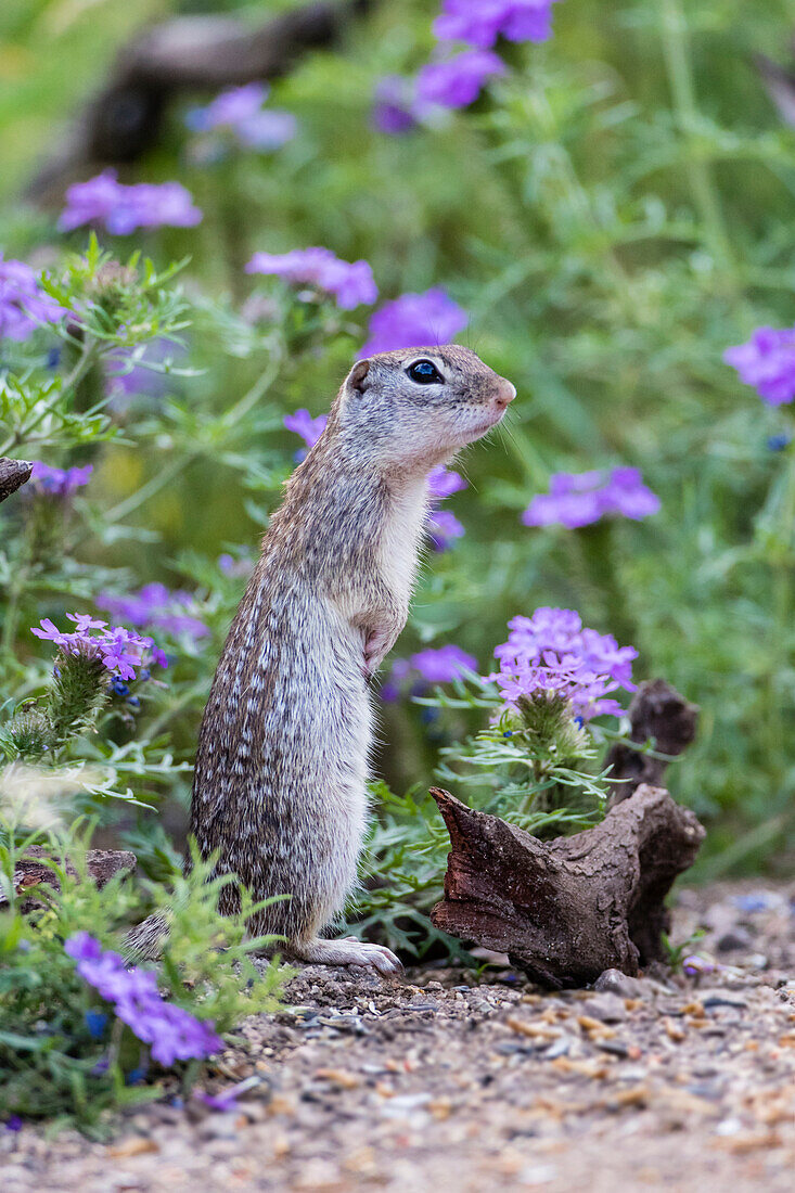 Mexican Ground squirrel (now Rio Grande Ground Squirrel) (Ictidomys parvidens) in wildflowers