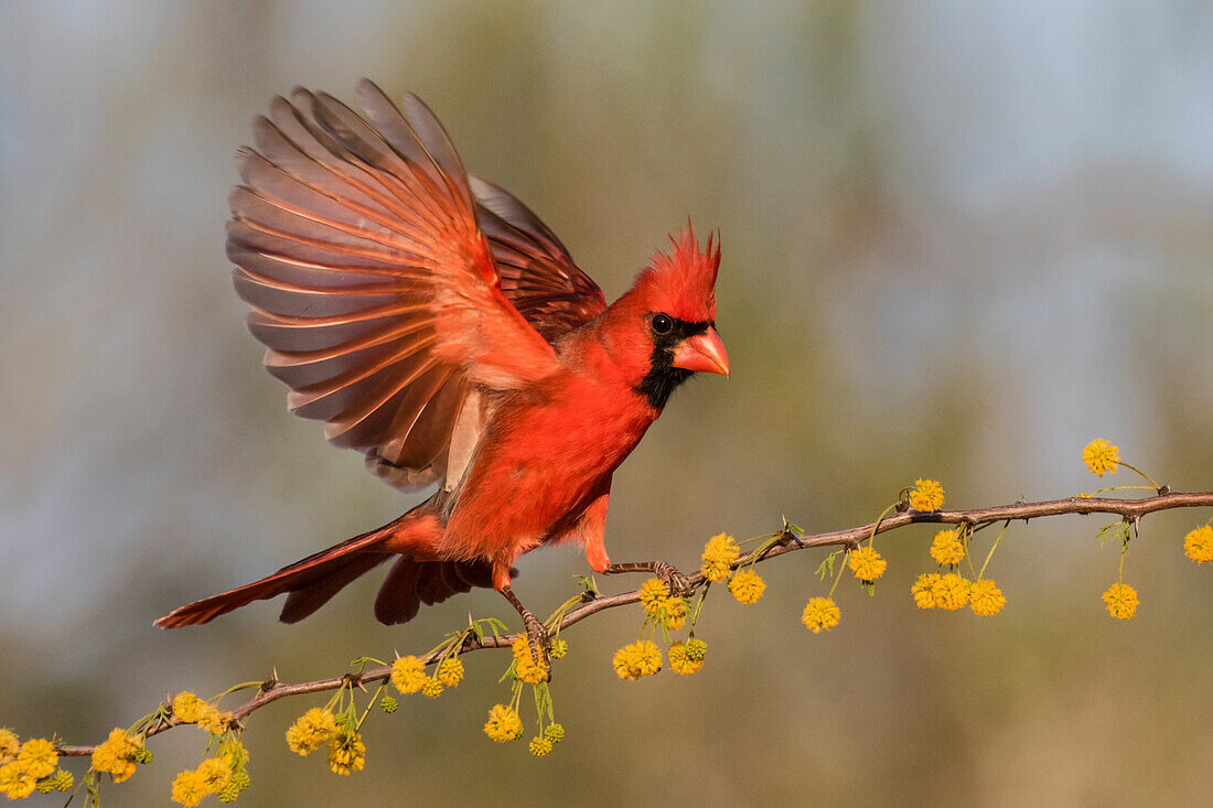 Nördlicher Kardinal (Cardinalis Cardinalis) Männchen landet auf Huisache-Zweig