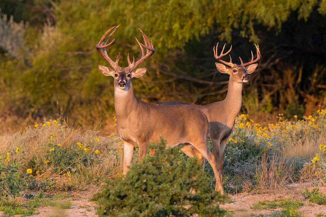 White-tailed Deer (Odocoileus Virginianus) bucks in early autumn