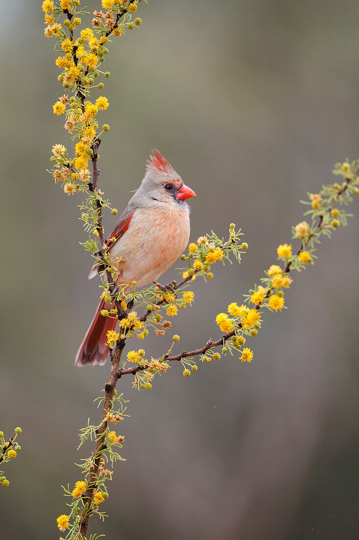 Northern cardinal (Cardinalis cardinalis) perched.