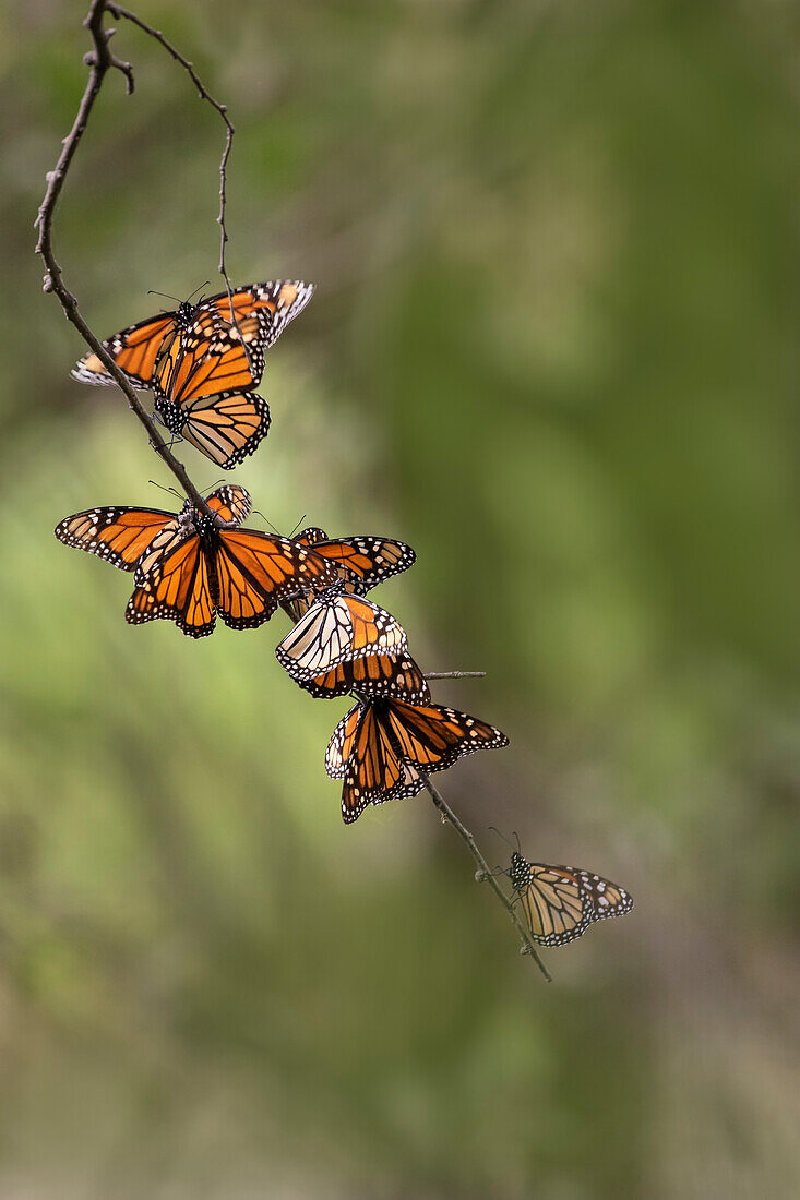 Monarch (Danaus Plexippus) roosting.