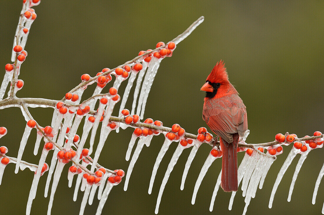 Nördlicher Kardinal (Cardinalis Cardinalis), erwachsenes Männchen thront auf eisigem Zweig von Possum Haw Holly (Ilex decidua) mit Beeren, Hill Country, Texas, USA
