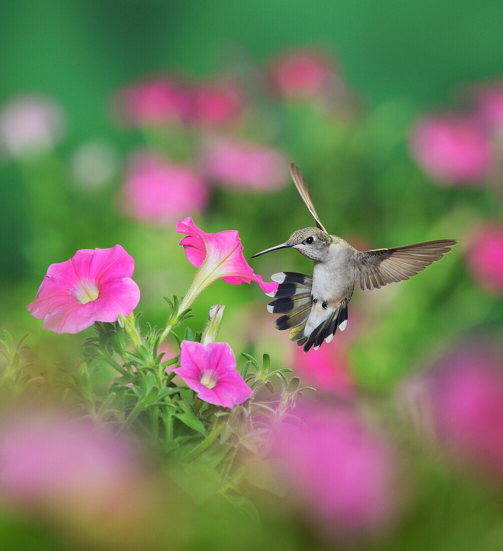 Ruby-throated Hummingbird (Archilochus colubris), female in flight feeding on Petunia flowers, Hill Country, Texas, USA