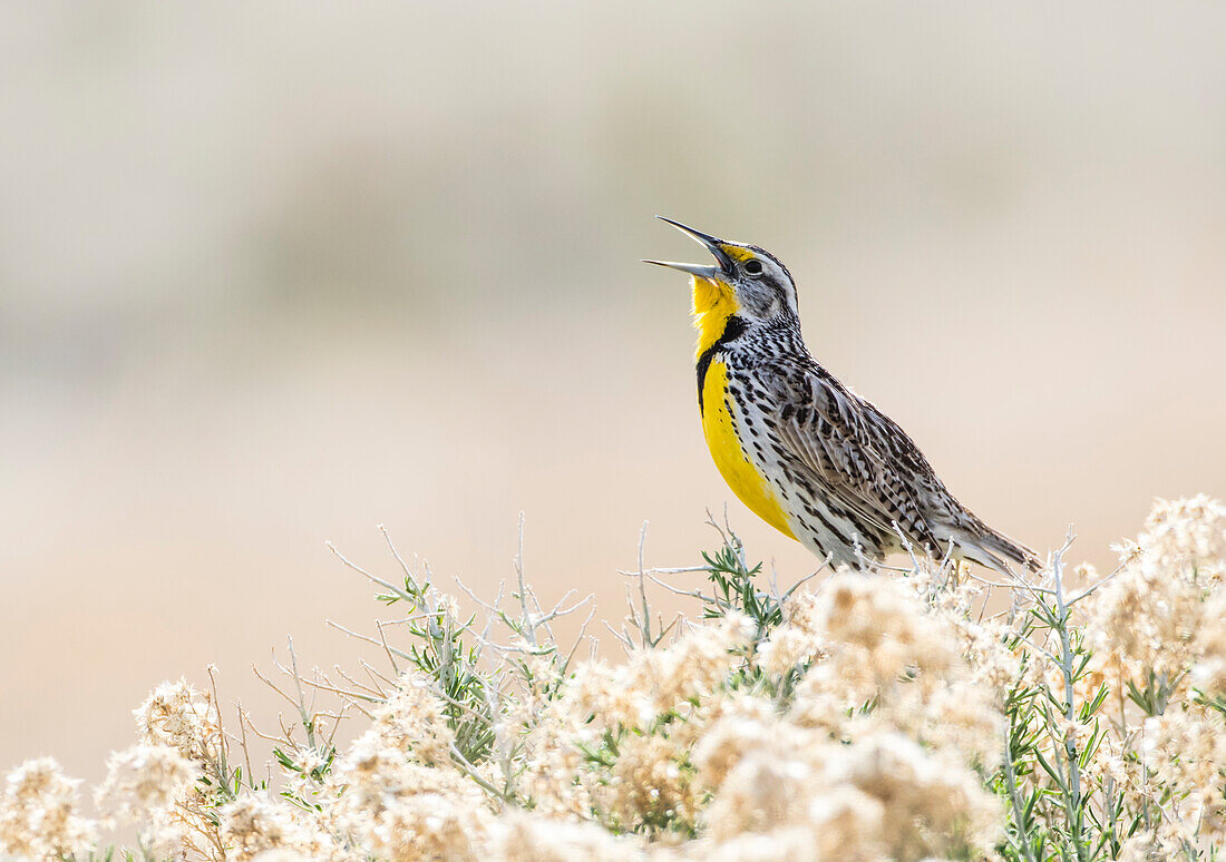 Usa, Utah, Antelope Island, ein westlicher Lerchenstärling singt im Frühling aus einem Beifuß
