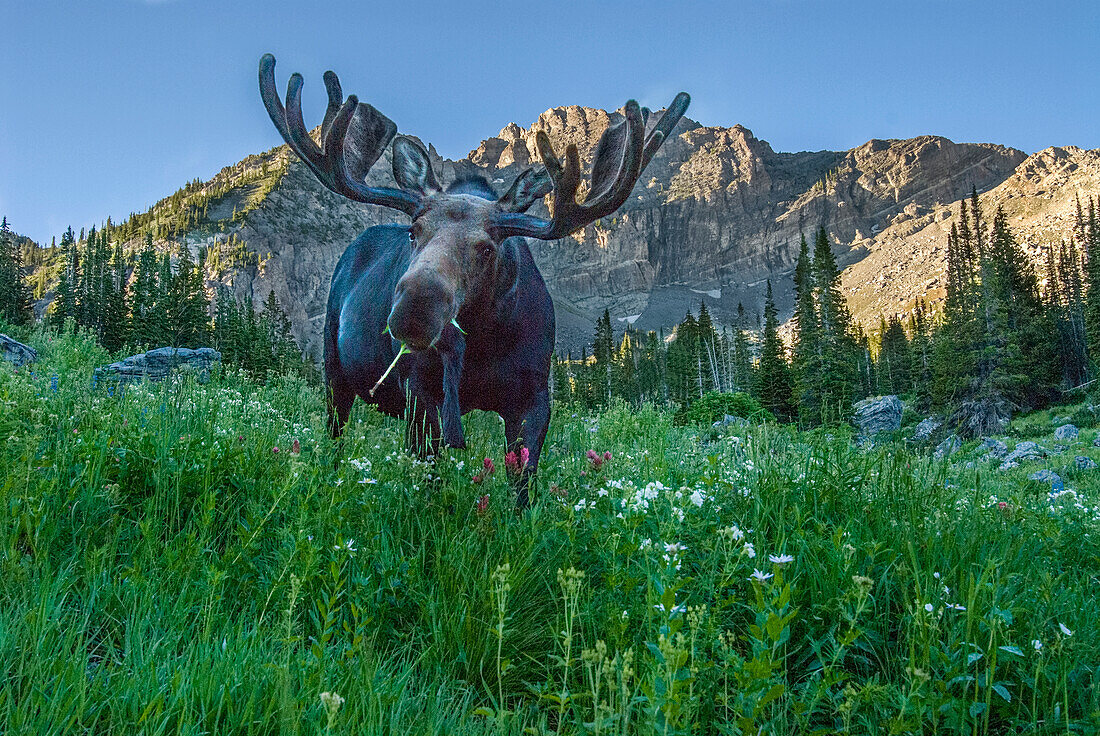 Grazing bull moose eye to eye with photographer, Wasatch Mountains, Alta, Utah, USA.