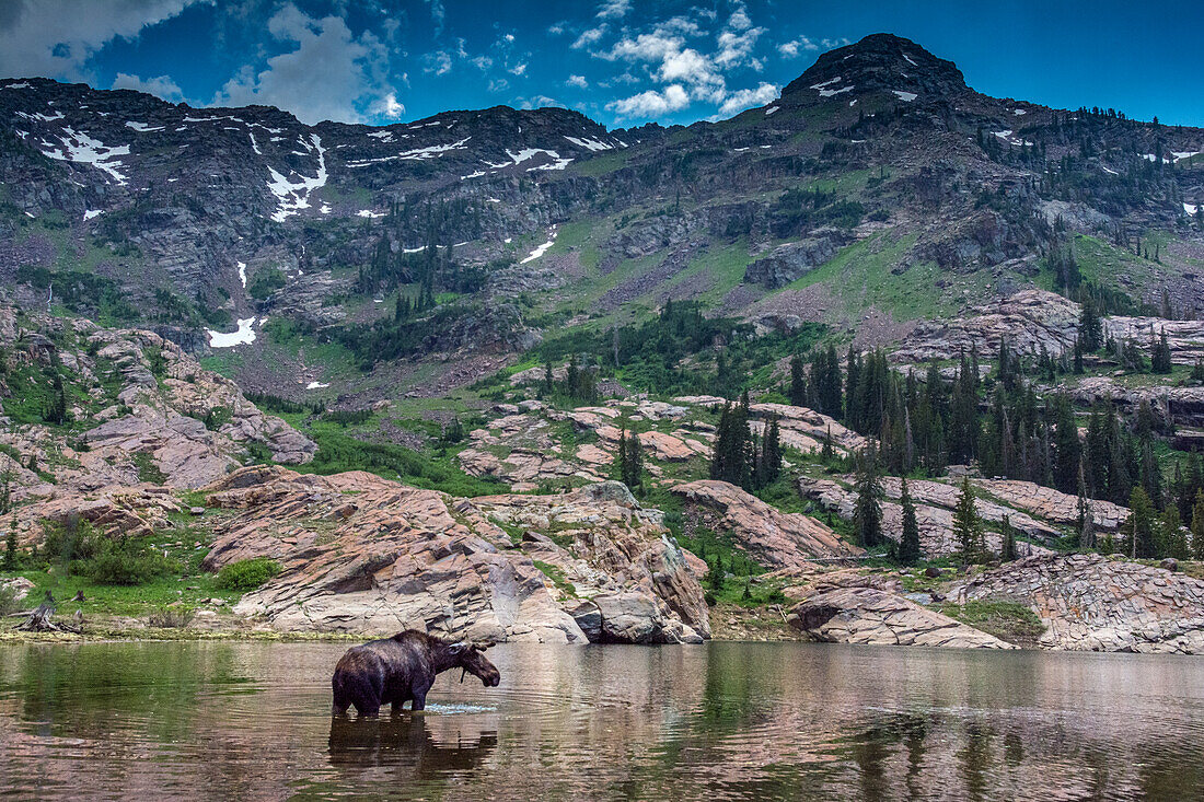 Junger Elchbulle, der in Lake Lilian, Wasatch Mountains in der Nähe von Lake Blanche und Salt Lake City, Utah, USA, watet.