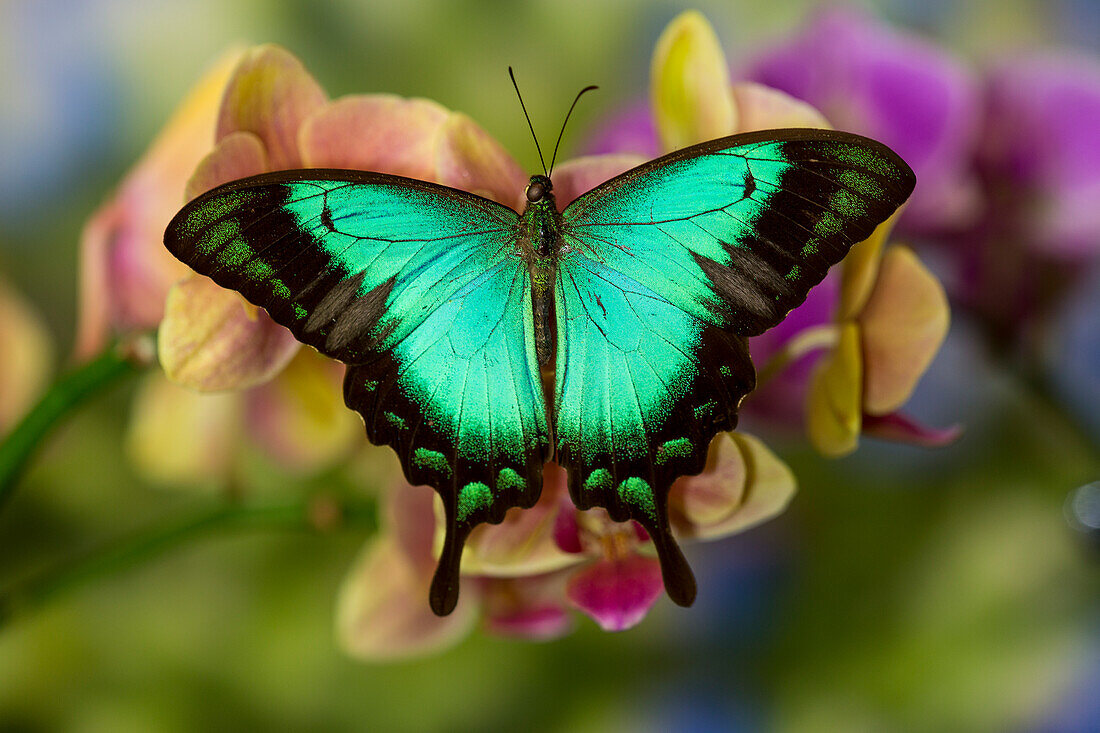 Moth orchid phalaenopsis and tropical butterfly, Papilio larquinianus