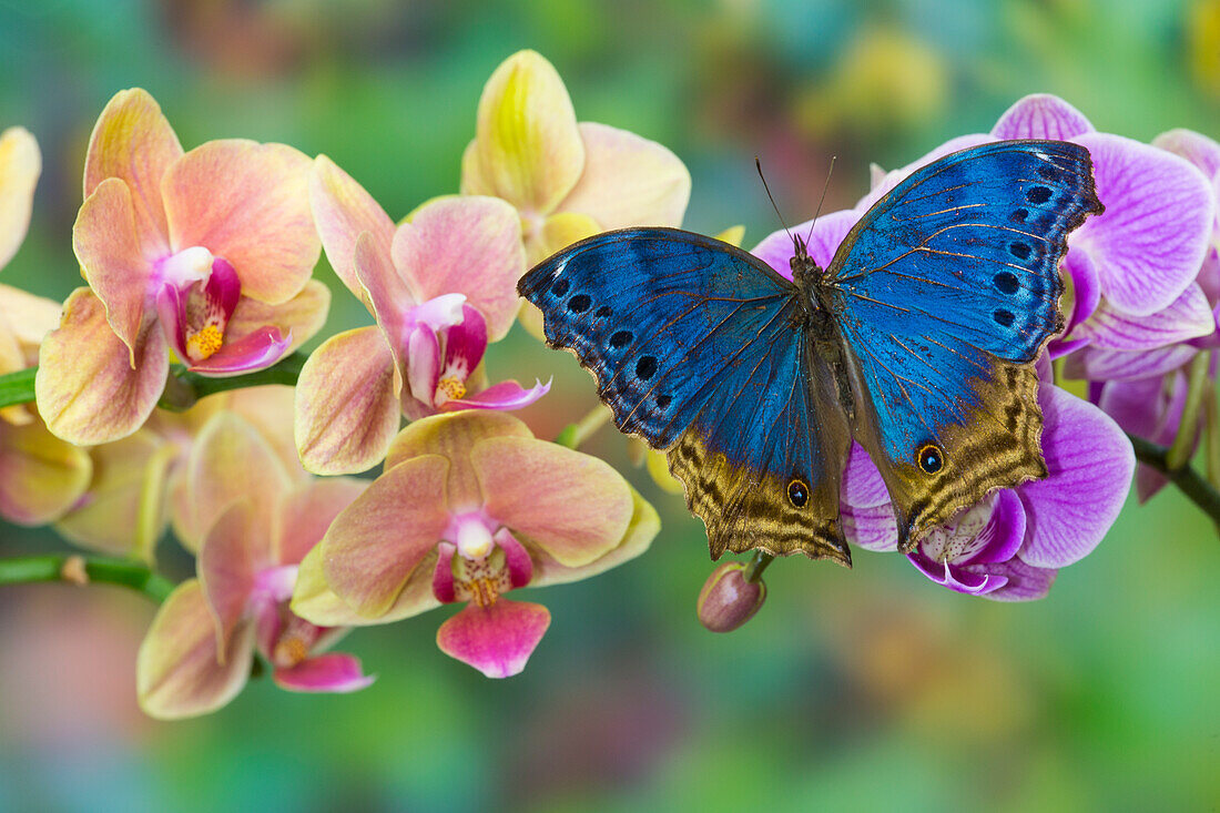 Mottenorchidee Phalaenopsis und blauer Schmetterling, Salamis temora