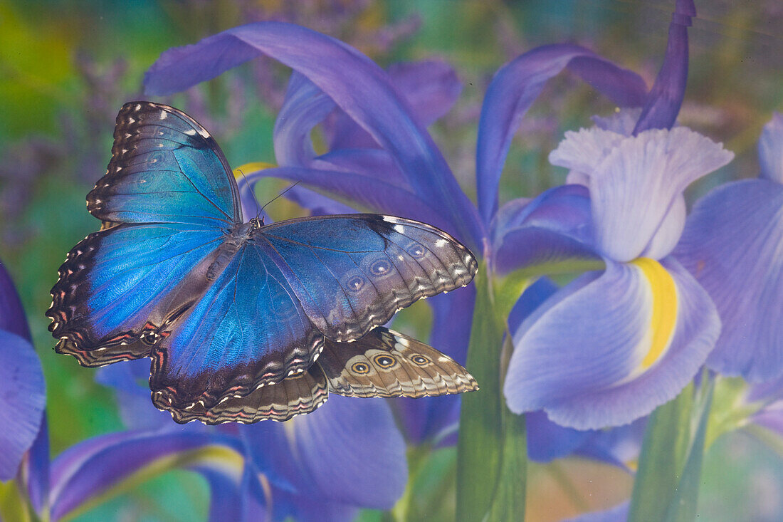 Blue morpho butterfly with reflection with Dutch iris