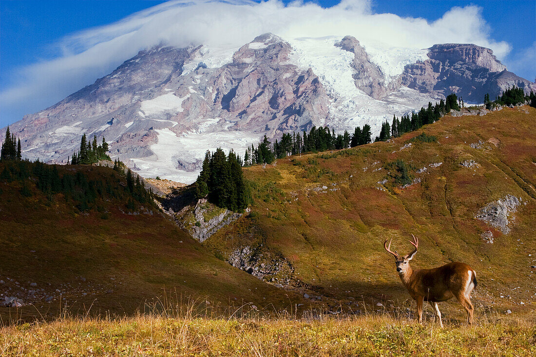 Black-tailed Deer Buck, Mount Rainier
