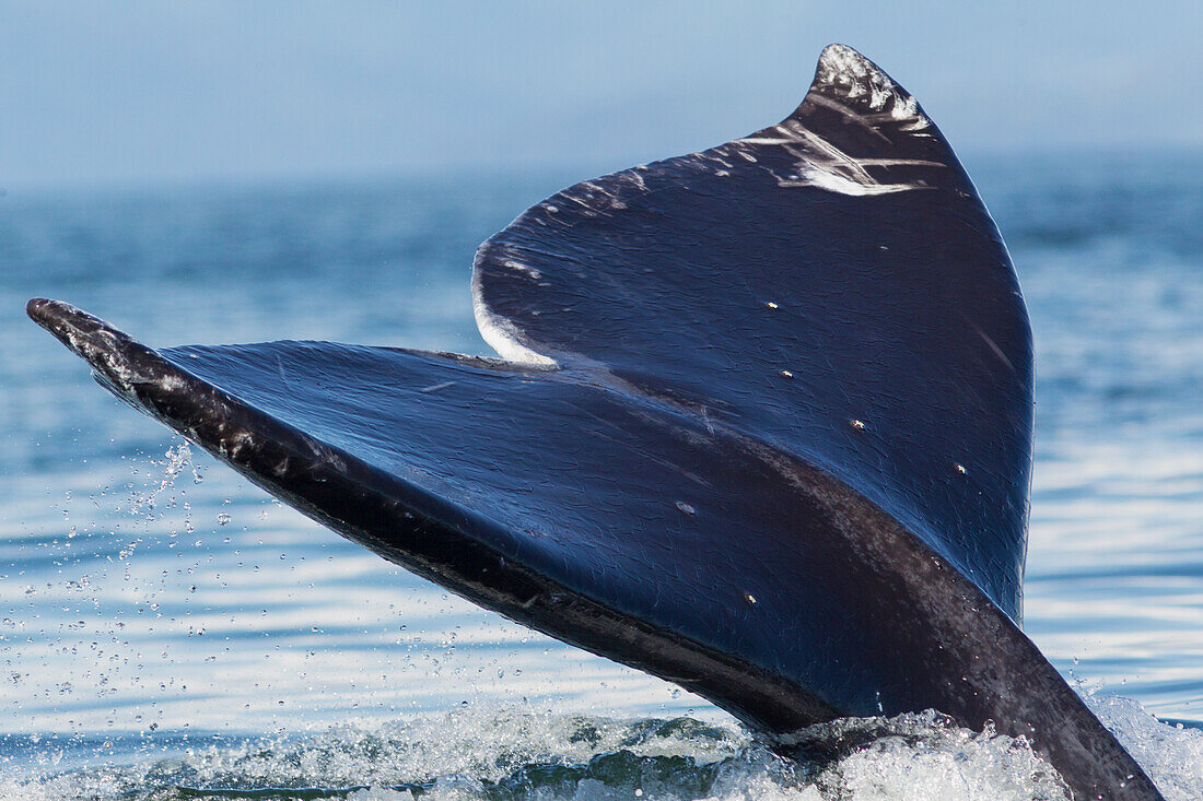 Schwanz eines Grauwals