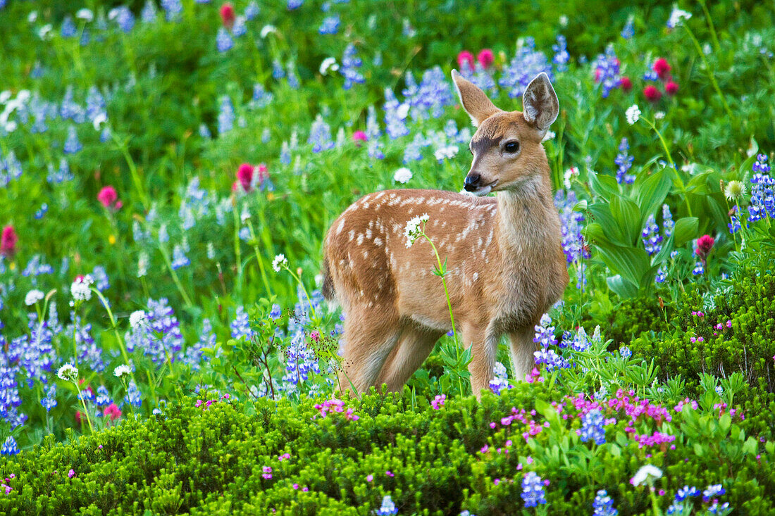 Black-tail Deer Fan, Cascade Wildflowers