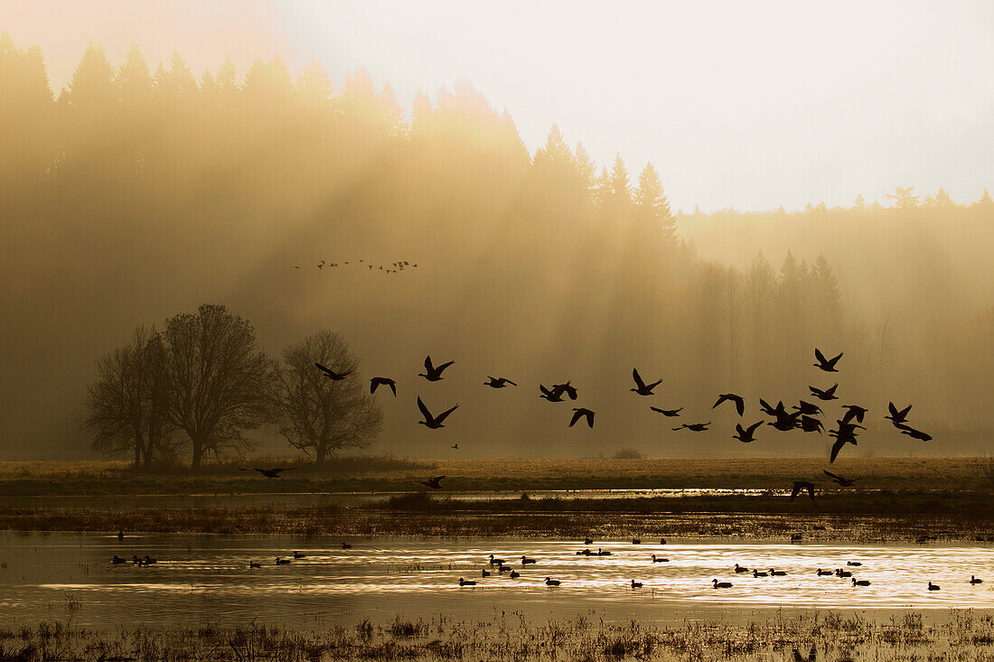 Lesser Canada Geese flying at dawn