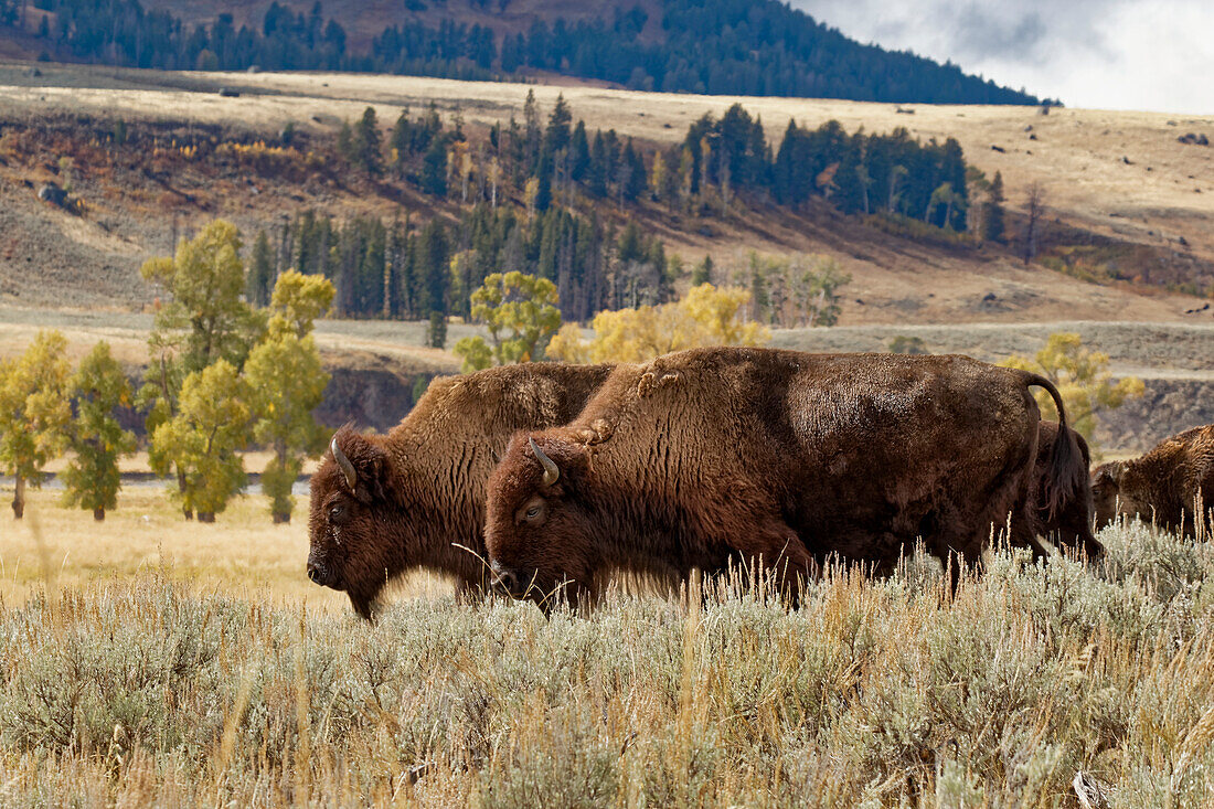 Bisonherde im Herbst, Lamar Valley, Yellowstone-Nationalpark, Wyoming.