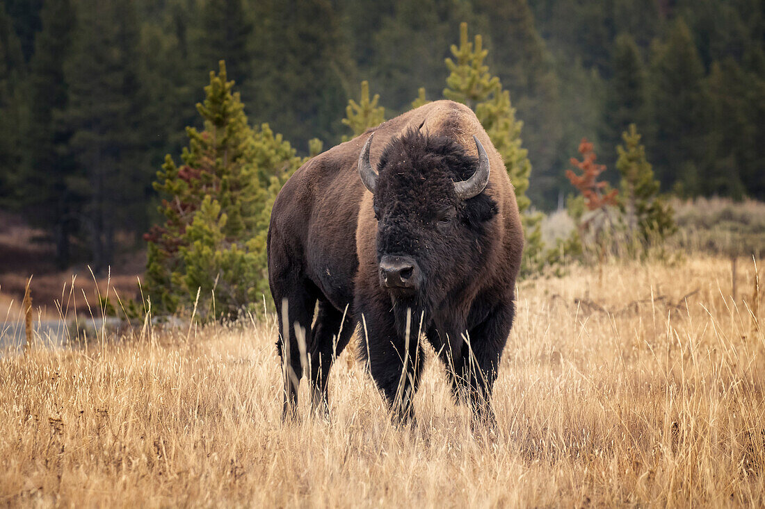 Bison resting in meadow of autumn grass, Yellowstone National Park, Wyoming, USA