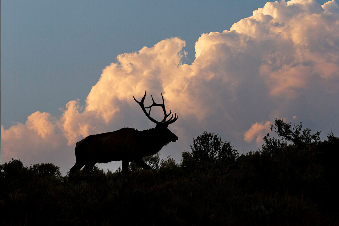 Bull elk or wapiti silhouetted on ridge at sunrise, Yellowstone National Park, Wyoming