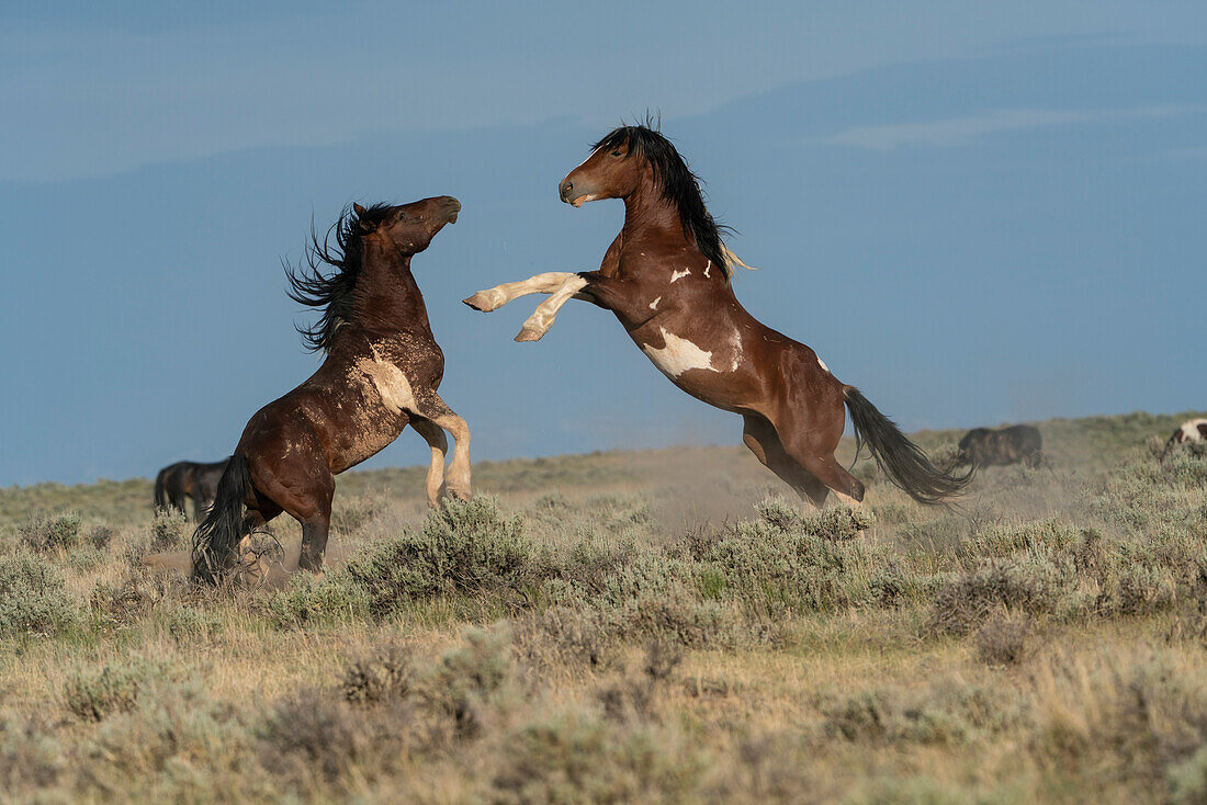 USA, Wyoming. Kämpfende Wildpferdehengste.