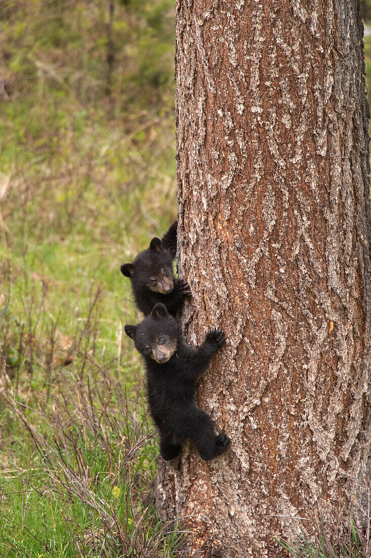 USA, Wyoming, Yellowstone National Park. Black bear cubs climb pine tree