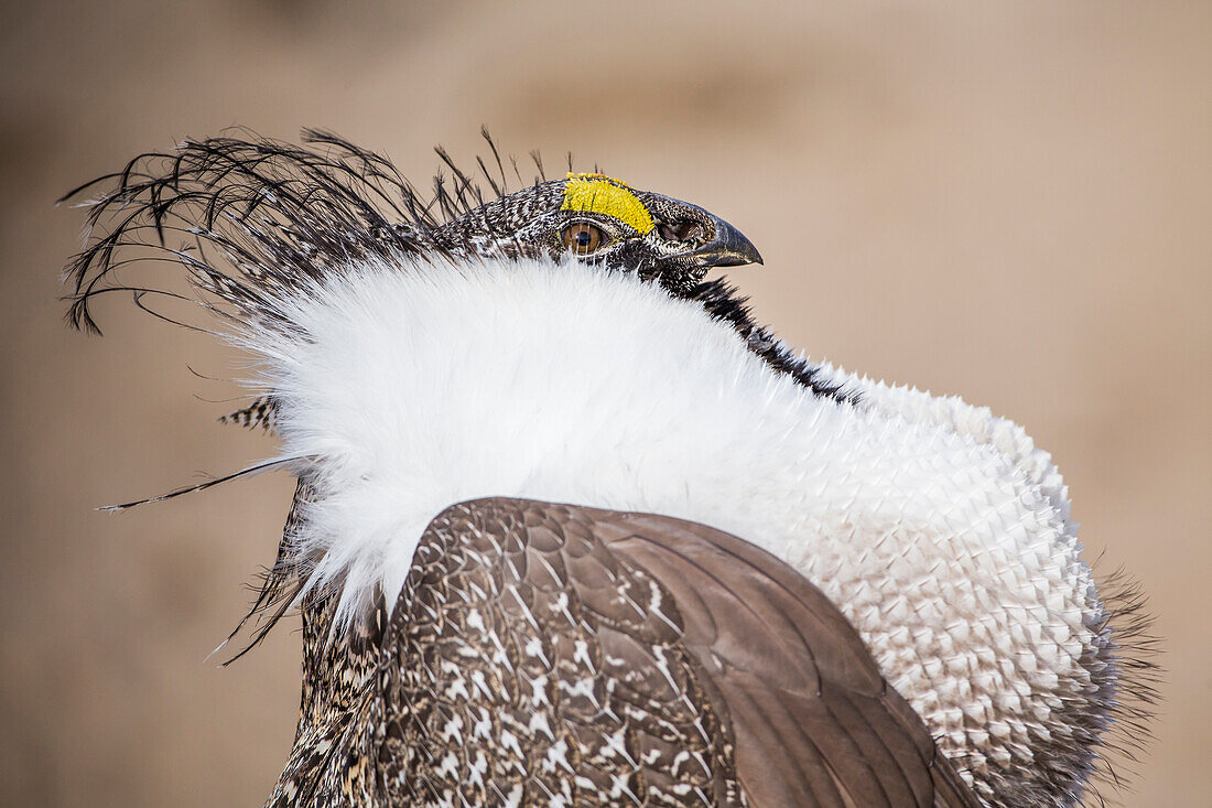 Usa, Wyoming, Sublette County, ein Beifußhuhn zeigt seinen Kopfschmuck auf einem Porträtfoto.