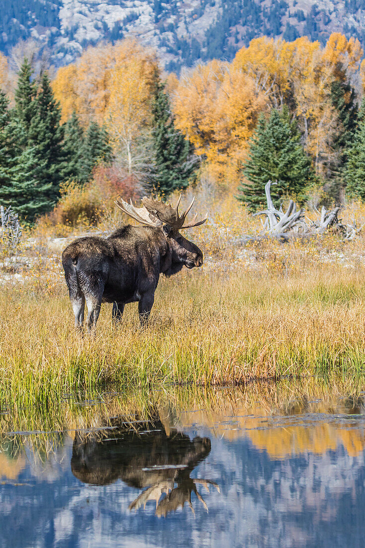 Usa, Wyoming, Grand Teton National Park, ein Elchbulle steht im Herbst in der Nähe des Snake River am Schwabacher Landing.