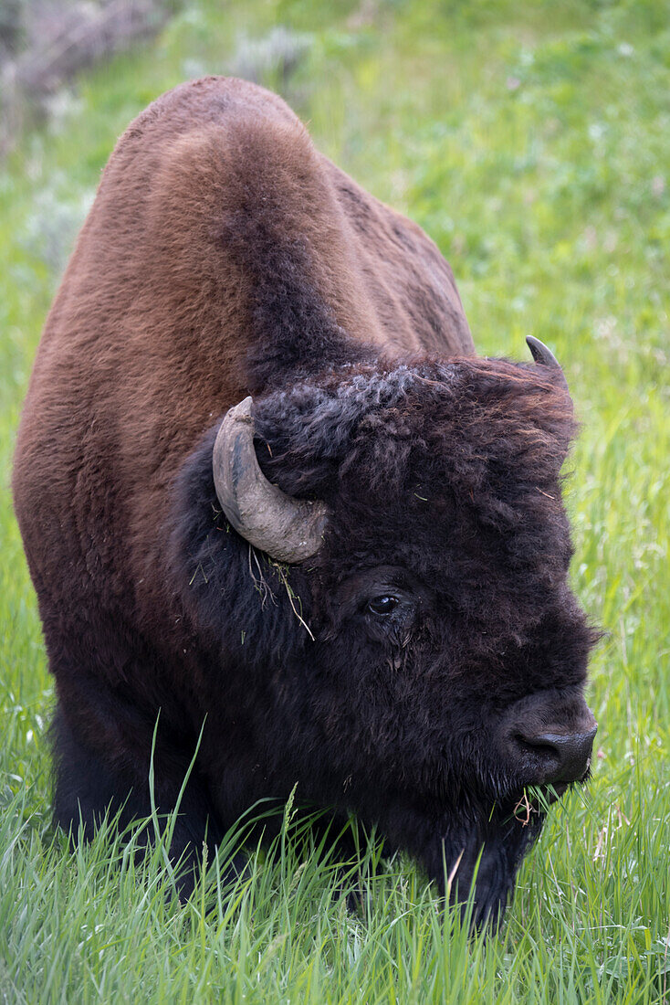 USA, Wyoming. Bison grazing, Yellowstone National Park.