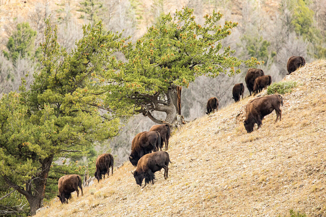 Yellowstone National Park, Wyoming, USA. Bison herd grazing on a steep hillside above Pebble Creek, Lamar Valley.