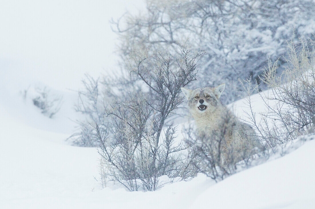 Kojote, Winterversteck
