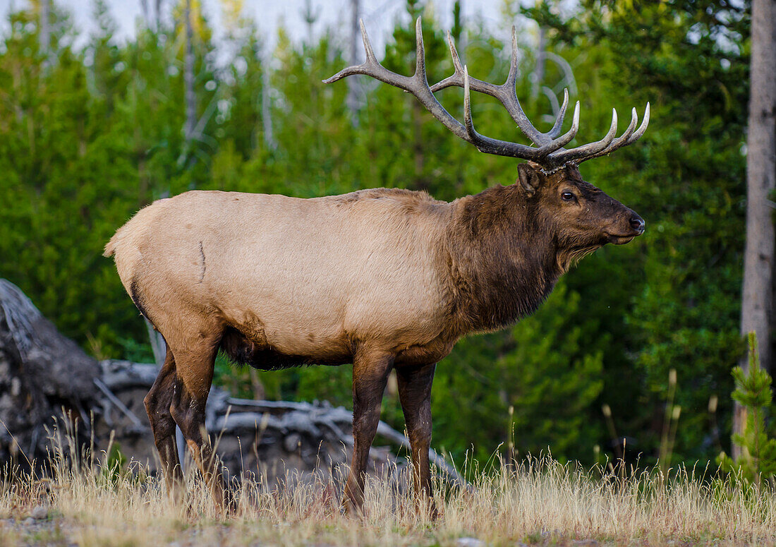 Elk (Cervus canadensis) near Lake Village, Yellowstone National Park, Wyoming, USA.