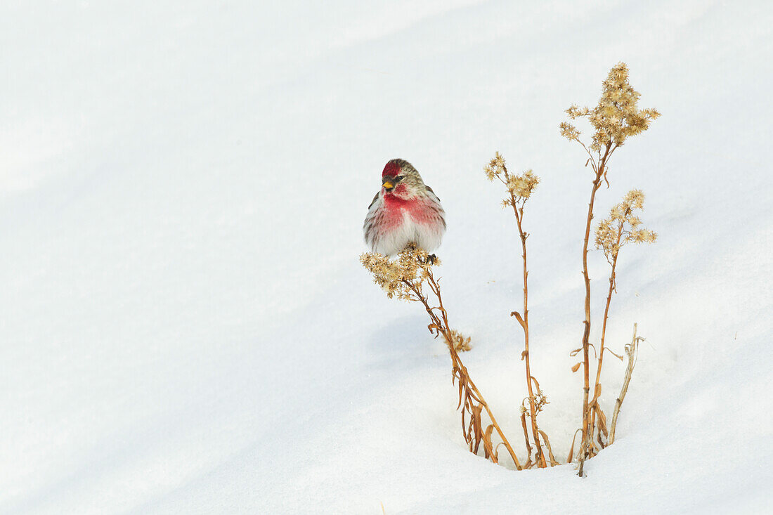 Gewöhnlicher Redpole, Winter