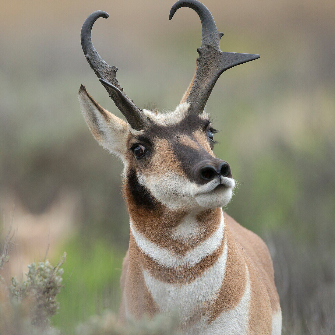 Gabelbock zeigt territoriales Verhalten, Antilocapra Americana, Grand Tetons National Park, Wyoming