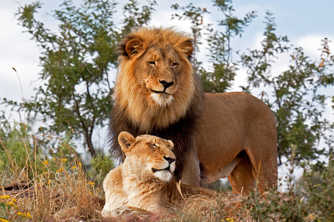 Afrikanischer Löwe (Panthera Leo) männlich und weiblich, Botswana, Afrika