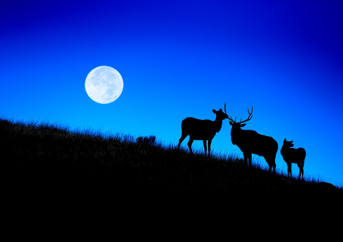 Full Moon, Super Moon, Rocky mountain bull elk with harem, Cervus elaphus, Yellowstone National Park, Wyoming, Digitally altered