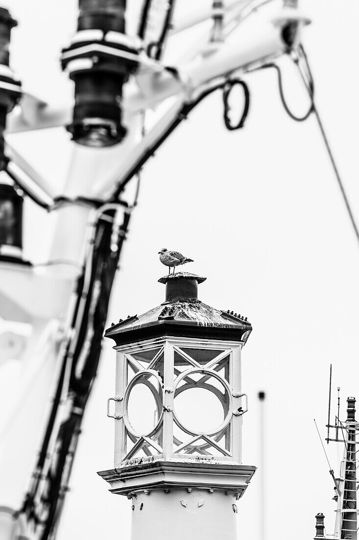 Harbor Scene with Seagull, Lerwick, Shetland Island, Scotland, UK