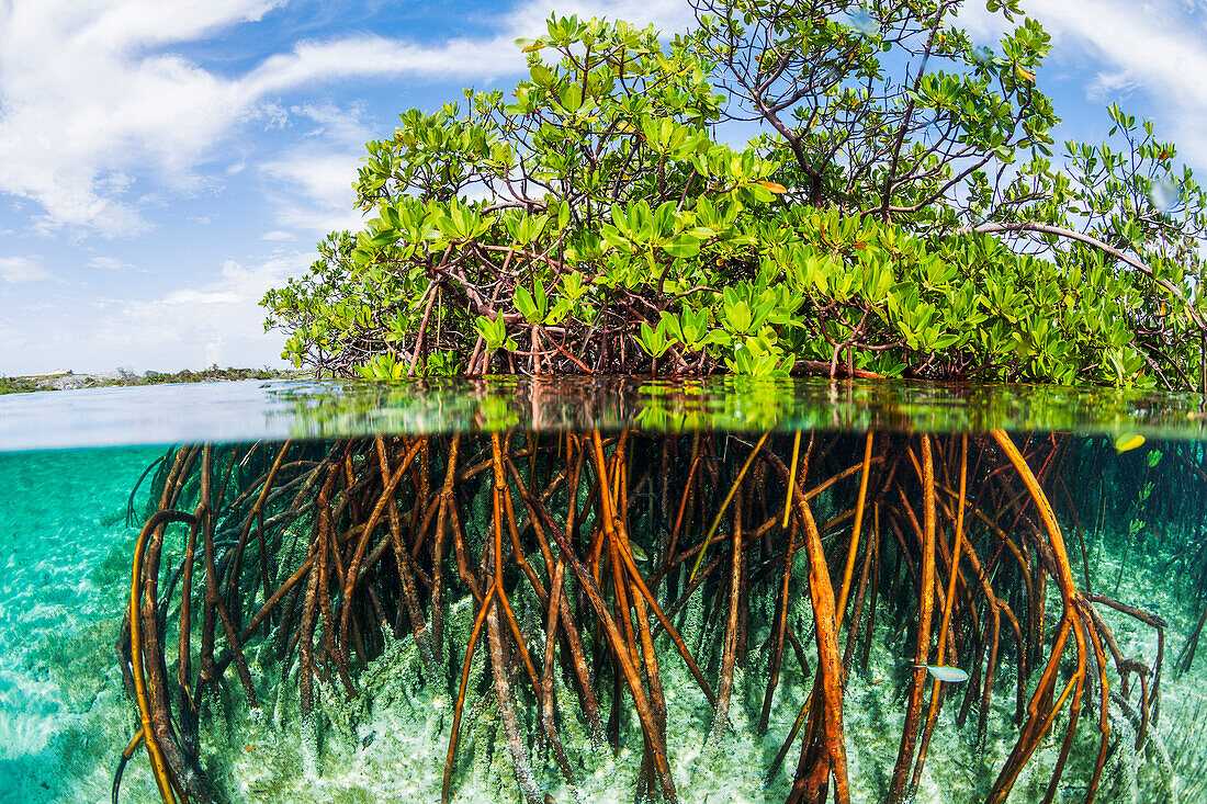 Über- und Unterwasseransicht der Mangroven mit jugendlichem Schnapper und Jack