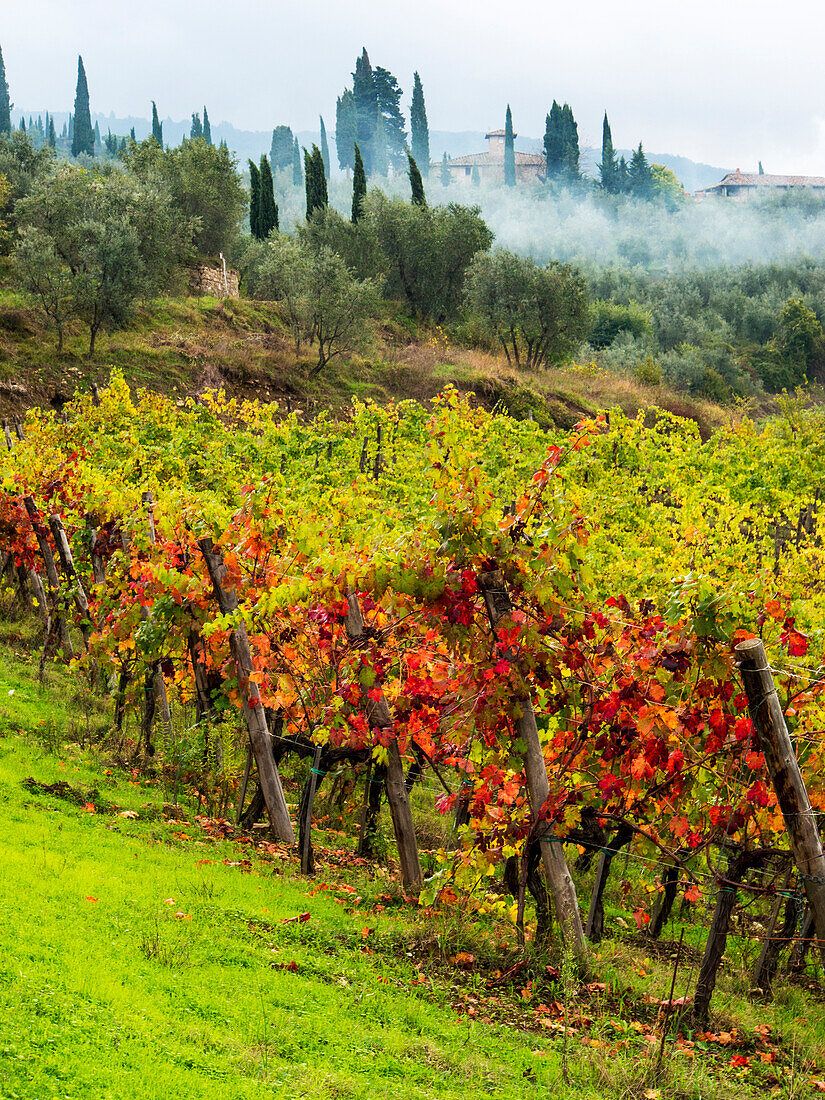 Italien, Toskana, Chianti, Herbstweinbergreihen mit heller Farbe