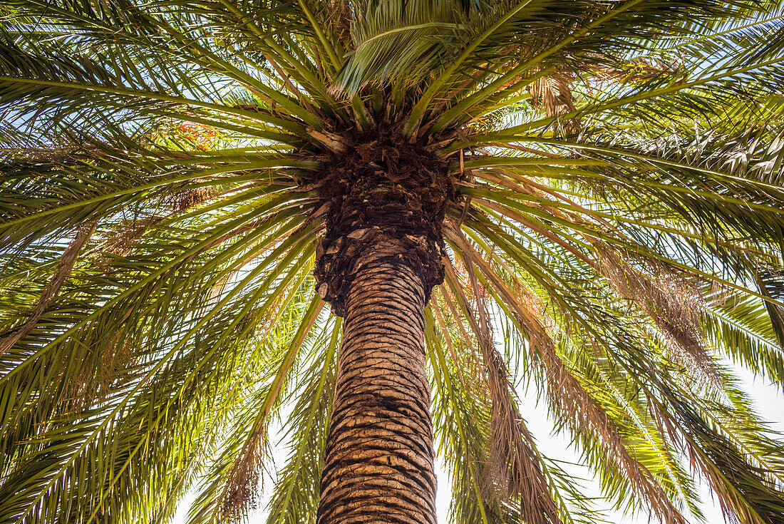 Spanien, Kanarische Inseln, Insel Teneriffa, Masca, Palme